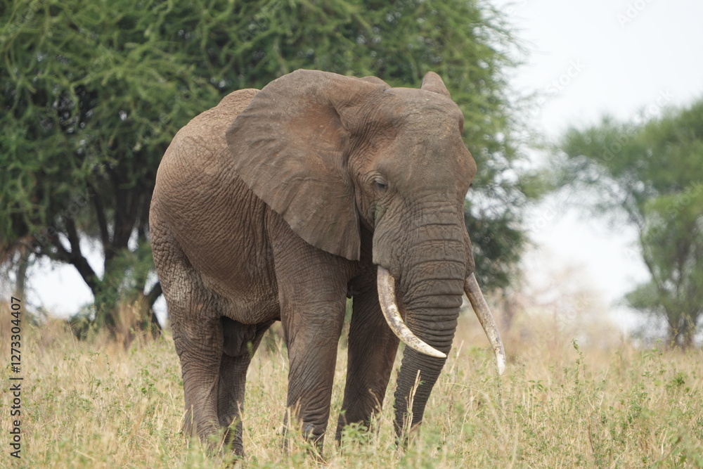 Obraz premium portrait of an african elephant in the tarangire national park tanzania