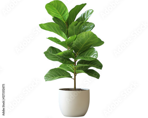 tall fiddle leaf fig plant in minimalist pot adds touch of luxury to any office space, enhancing atmosphere with its vibrant green leaves and elegant design