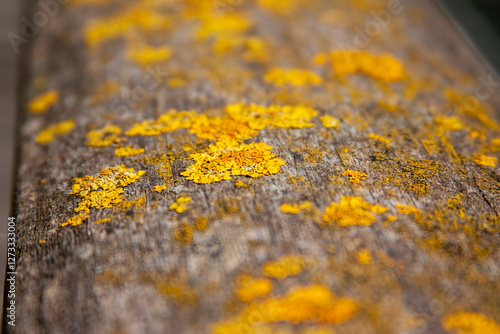 Close-up of yellow lichen on wood, showing texture and natural patterns. Botanical detail, natural growth, and a sense of weathering.