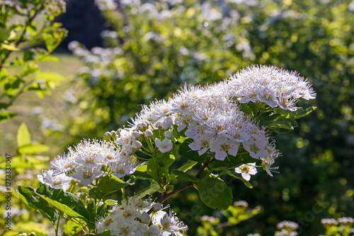 White Spiraea vanhouttei flowers illuminated by sunlight on a sunny day with dew drops photo