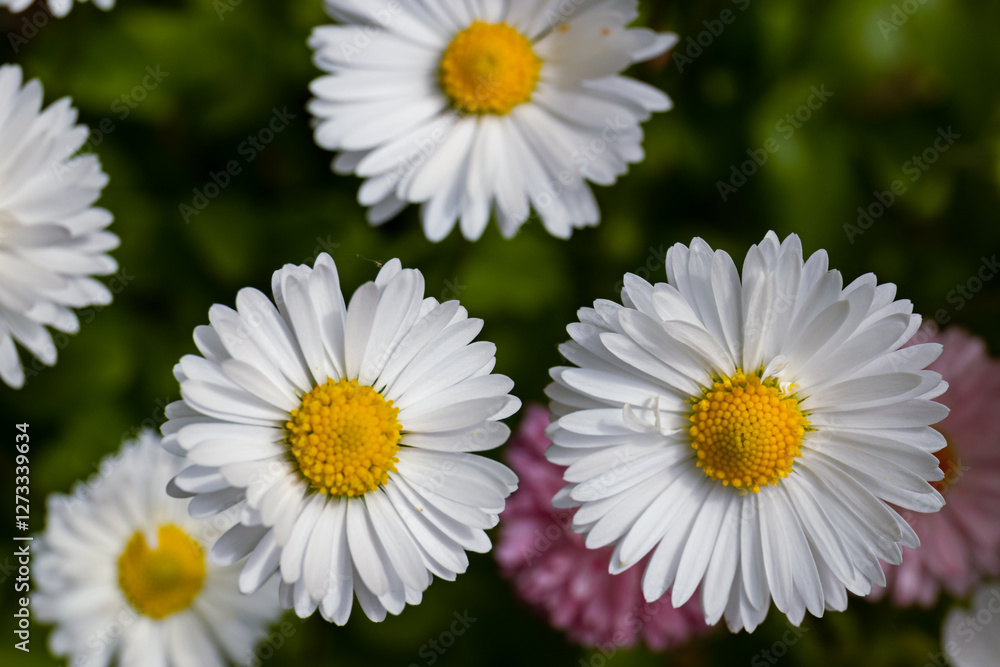 Obraz premium Beautiful bull's-eye daisies (Leucanthemum vulgare) blooming in a sunny backyard garden