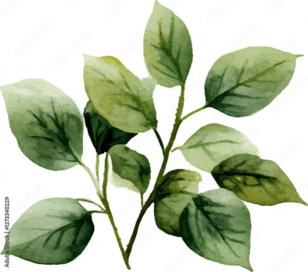 Fototapeta premium Vector Watercolor Green Leaf Branch, Hand-Painted Botanical Illustration