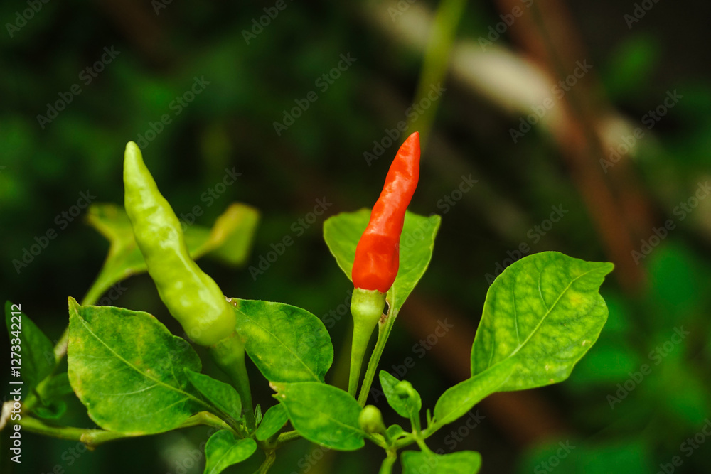 Close-up of green and red chili peppers growing on a plant with fresh green leaves Close-up of green and red chili peppers growing on a plant with fresh green leaves