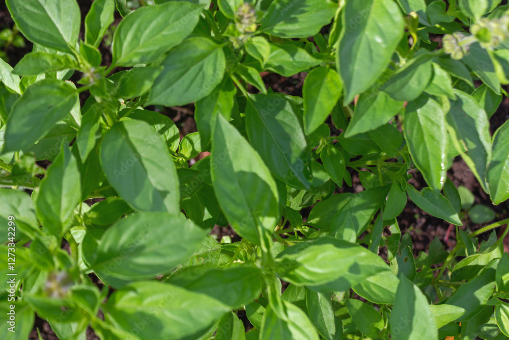 Ocimum Basilicum – Fresh Green Basil Plant with Small Flowers for Culinary and Herbal Use Ocimum Basilicum – Fresh Green Basil Plant with Small Flowers for Culinary and Herbal Use