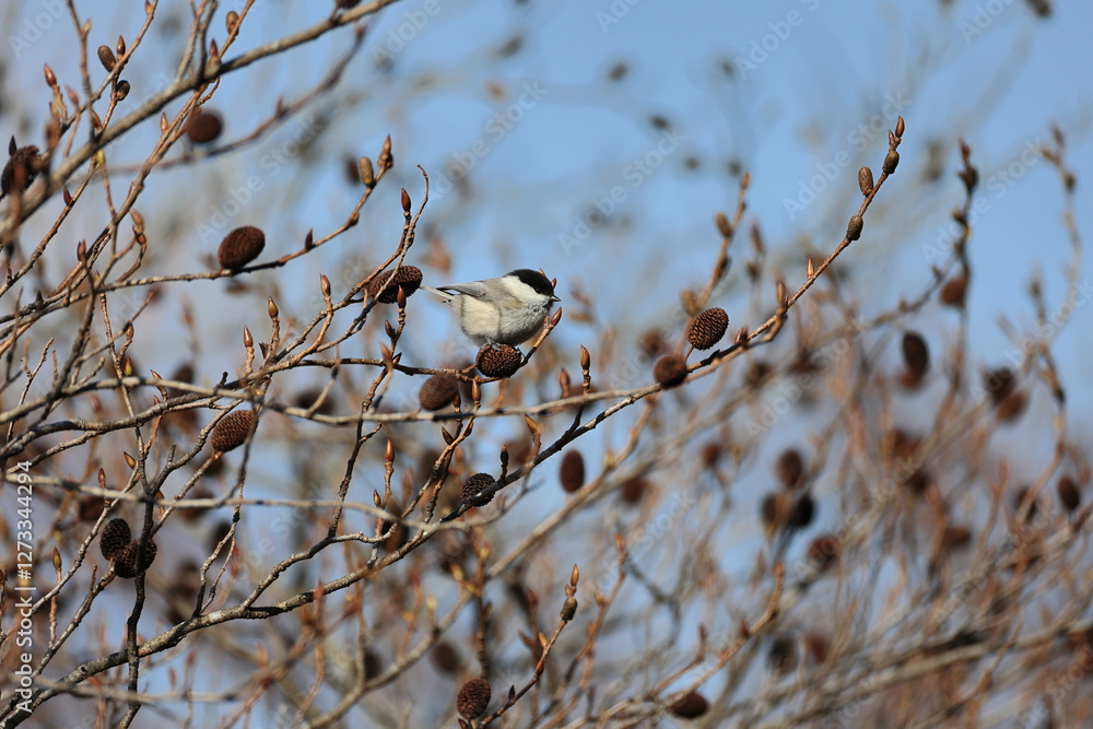In February of the harsh winter ,Japanese green alder began to show leaf buds and inflorescences In February of the harsh winter ,Japanese green alder began to show leaf buds and inflorescences