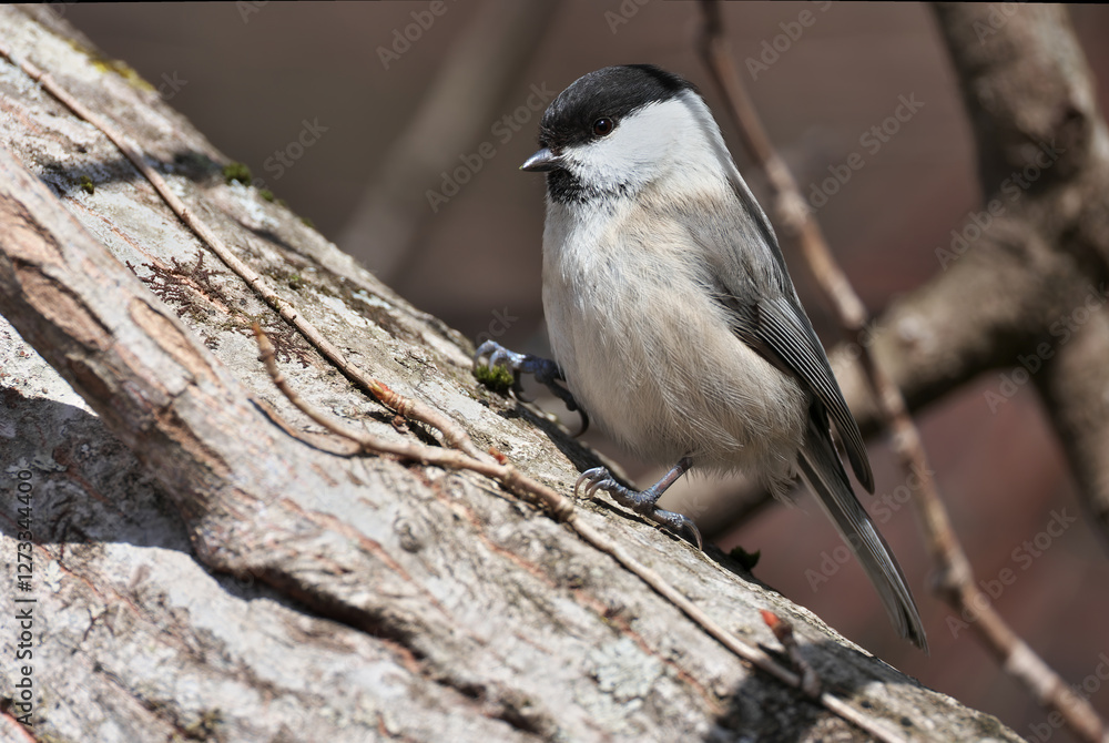 A cute Willow Tit wearing a black cap A cute Willow Tit wearing a black cap