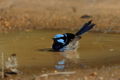 fairy wren