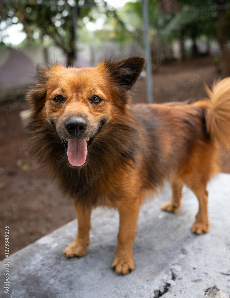 A close up of a brown Indian Pomeranian A close up of a brown Indian Pomeranian