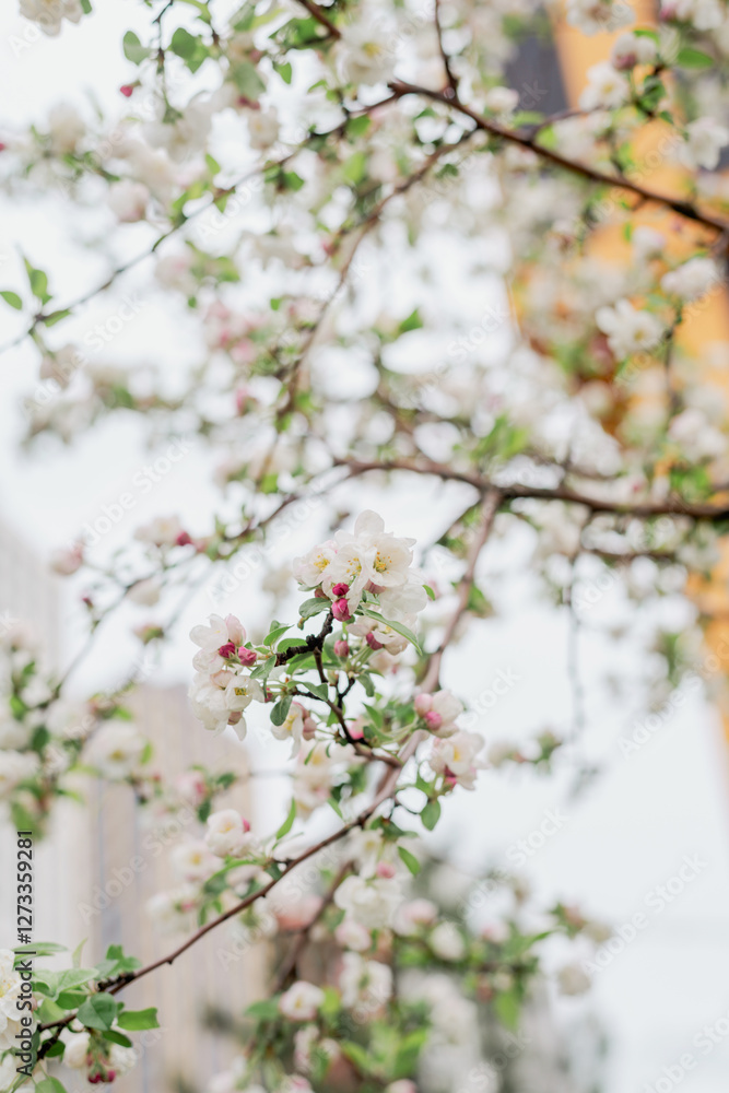 Blossoming of an ornamental apple tree in spring Blossoming of an ornamental apple tree in spring