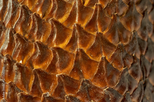 Beautiful flaky texture of Salak fruit (Salacca zalacca or 