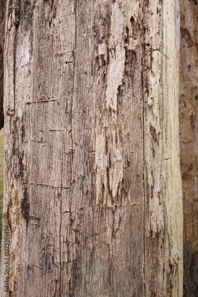 Close-up of a weathered tree trunk with deep cracks and rough texture. The aged wood surface displays intricate natural patterns, highlighting the effects of time and environmental exposure. Close-up of a weathered tree trunk with deep cracks and rough texture. The aged wood surface displays intricate natural patterns, highlighting the effects of time and environmental exposure.
