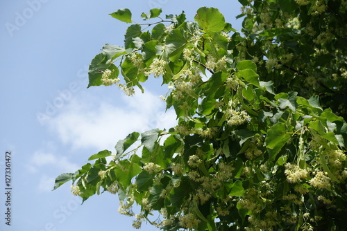 Fotografie Blue sky and branch of blossoming linden tree in June