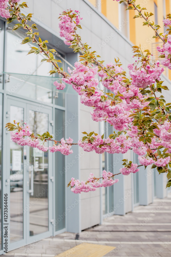 Fototapeta premium Pink cherry blossoms decorating a modern cityscape
