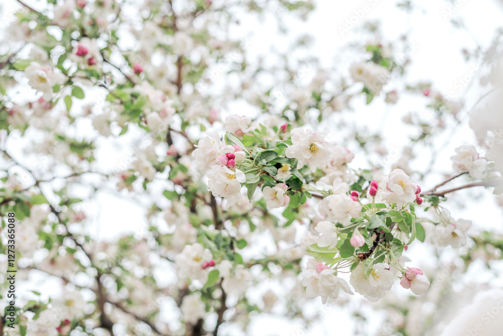 Blossoming of an ornamental apple tree in spring Blossoming of an ornamental apple tree in spring