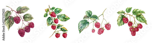 Watercolor set of wild raspberry branches. Watercolor raspberry branch with leaves and pink juicy berries. Wild forest berries concept. Vintage watercolor raspberry. Vector illustration.