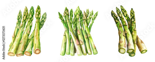 Watercolor set of green asparagus. Green asparagus stalks in watercolor style. Green asparagus for cooking, vegan healthy green products. Vector illustration.