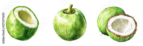 Watercolor set of green coconuts png. Tropical green fruits in cartoon watercolor style. Coconuts for cocktails. Vector illustration.
