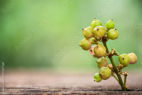 Euphorbia heterophylla fruits on natural background. photo