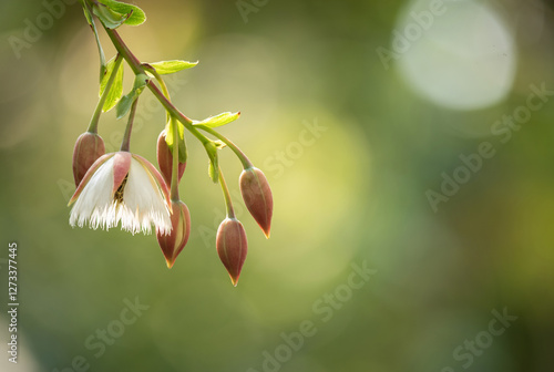 Khrai yoi or Elaeocarpus grandiflorus J. E. Sm. branch flowers on natural background. photo