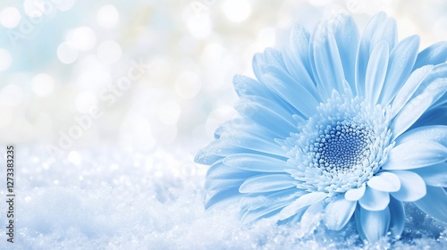 Light blue gerbera daisy on sparkling snow.