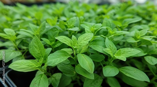 Wallpaper Mural Basil, has a distinctive fragrance, has small leaves, is widely used for side dishes and can also be used to spice up fish, chicken and so on, along with other spices. Torontodigital.ca