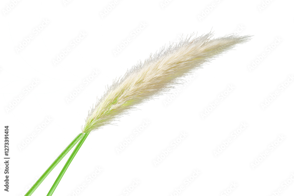 pampas grass isolated on transparent white background pampas grass isolated on transparent white background