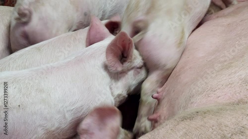 Piglets Sucking Milk On Its Mother Teets In The Pigpen. - closeup shot photo