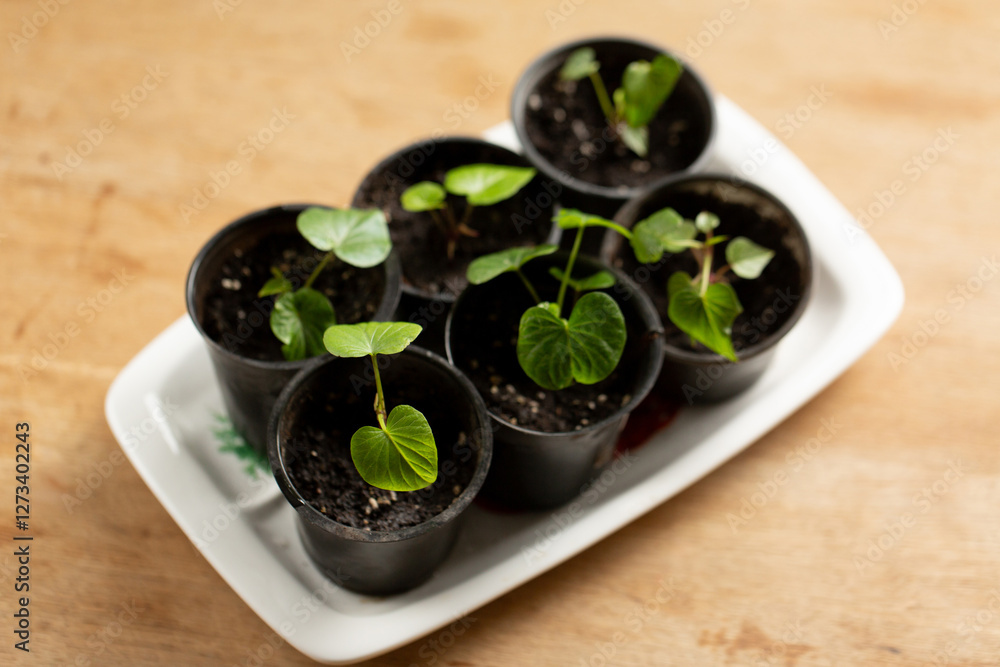 Small sweet potato seedlings on a wooden table, top view