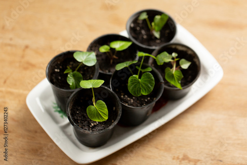 Obraz na płótnie Small sweet potato seedlings on a wooden table, top view w salonie