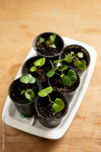 Obraz na płótnie Small sweet potato seedlings in pots on a wooden table, top view w salonie