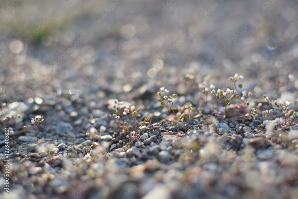 Macro Texture of Asphalt – Rough Urban Surface Close-Up Macro Texture of Asphalt – Rough Urban Surface Close-Up