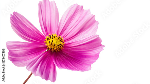 A single vibrant pink flower with delicate petals and a bright yellow center stands out against a clean white background. photo