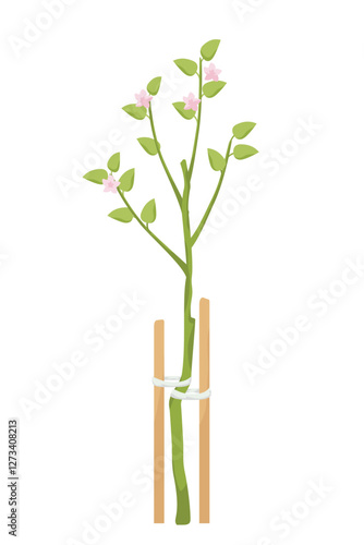 apple sapling with wooden pegs
