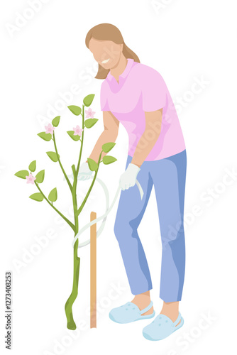 women ties the apple saplings to a wooden peg