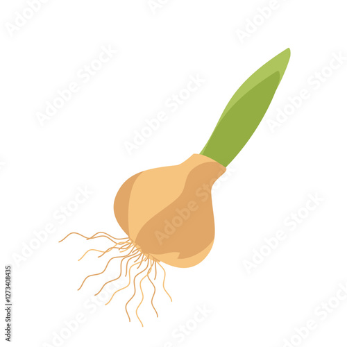 sprouted bulb of a plant on white background