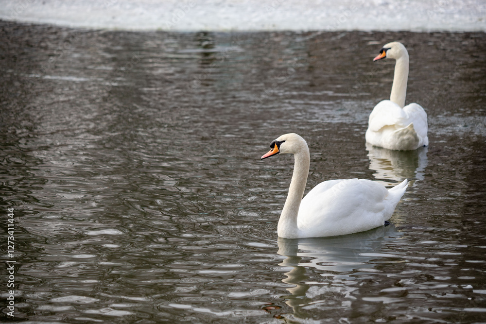 Two swans are swimming in a lake Two swans are swimming in a lake