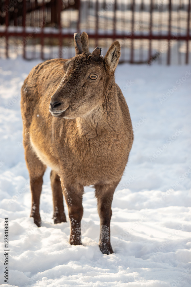 A goat is standing in the snow with its head held high A goat is standing in the snow with its head held high