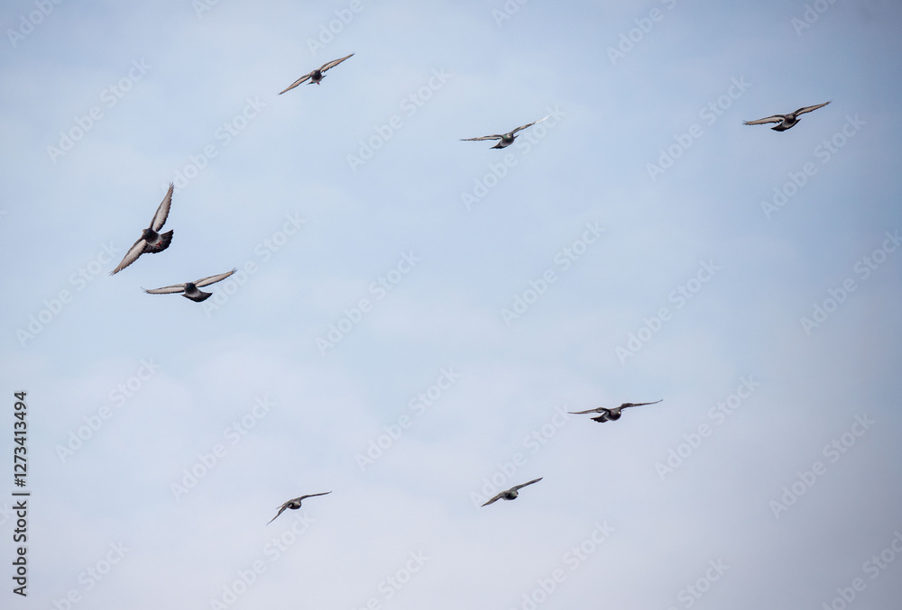 A flock of pigeons flying in a circle in the sky A flock of pigeons flying in a circle in the sky