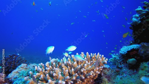 Wallpaper Mural Underwater Beautiful Scene. Underwater tropical colourful soft-hard corals seascape. Underwater fish reef marine. Tropical colourful underwater seascape. Torontodigital.ca
