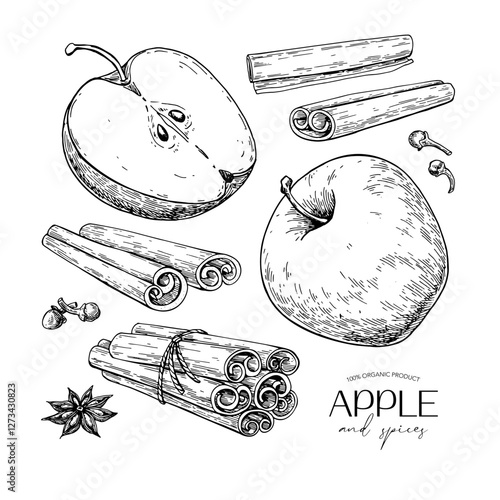 Apple and cinnamon vector drawing. Fruit and spices sketch. Whole and sliced apple, cinnamon sticks, cloves, star anise.