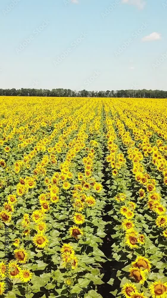 Aerial view of Sunflowers field. Flight over a field of sunflowers Vertical video Aerial view of Sunflowers field. Flight over a field of sunflowers Vertical video