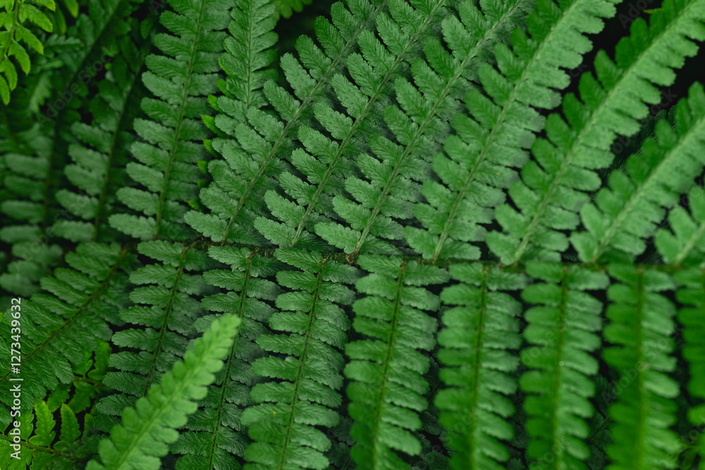 Forest foren Forest foren