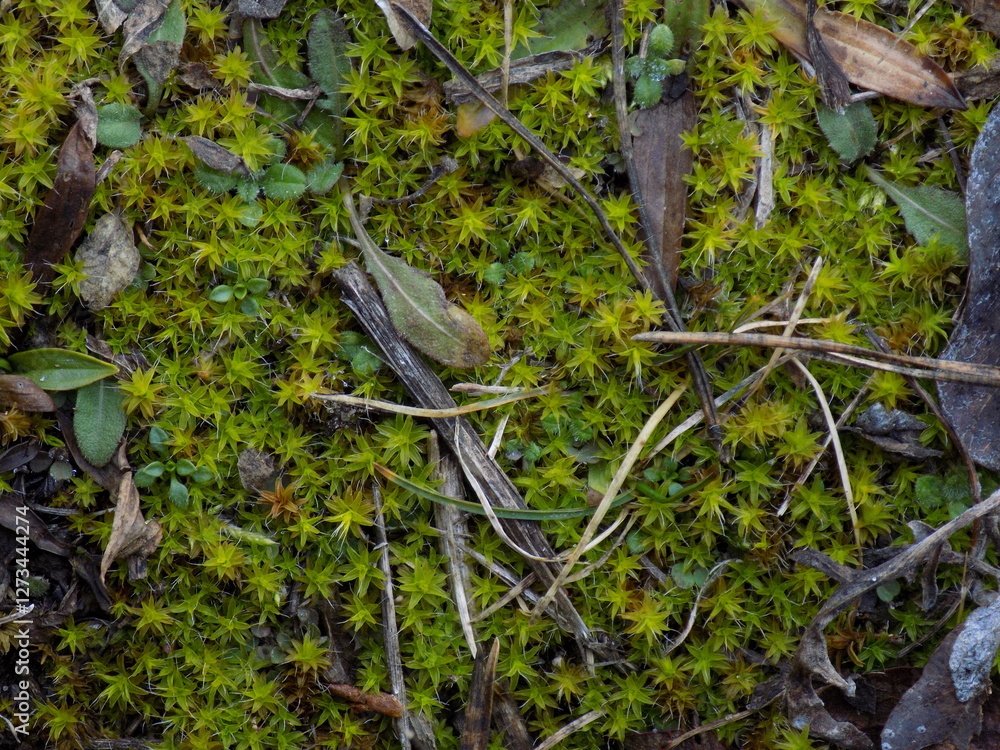 Obraz premium green moss in macro mode