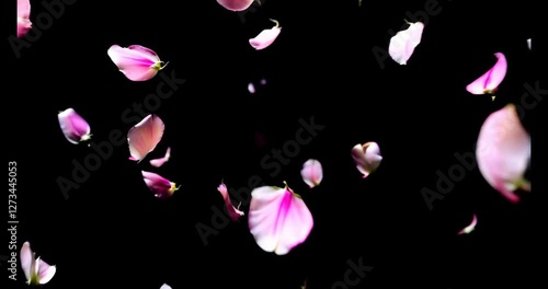 Rose petals fall against a black background