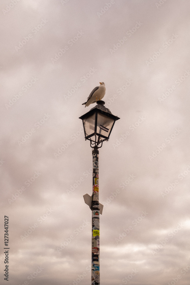 seagull sitting on a lamppost\ Nazare 2025 seagull sitting on a lamppost\ Nazare 2025