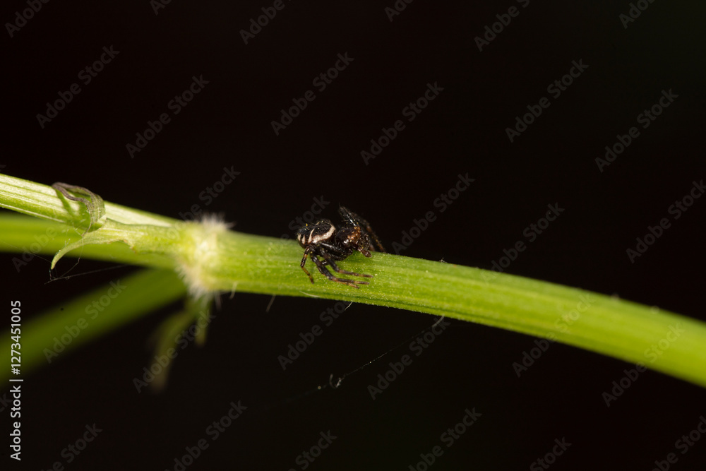 Naklejka premium black crab spider on a stem