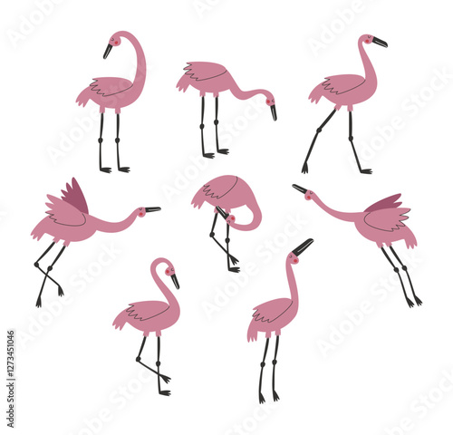 Pink flamingo set, vector illustration. Exotic birds in different poses isolated on white background. 