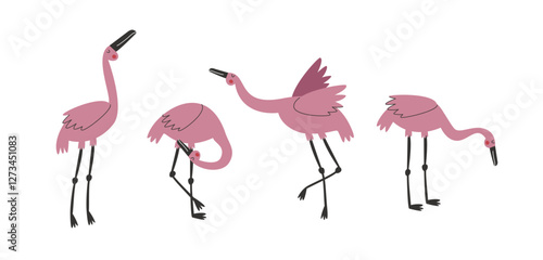 Pink flamingos in various poses isolated on white background collection. Set of beautiful exotic or tropical birds in various poses. Flamingo hand drawn vector illustration