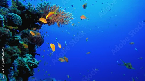 Wallpaper Mural Underwater Colourful Scenery. Coral garden Fish. Sea waves. Underwater world life. Tropical underwater seascape. Torontodigital.ca