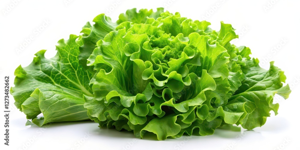 Fresh Green Lettuce on White Background Fresh Green Lettuce on White Background